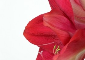 hippeastrum Lagoon (3)